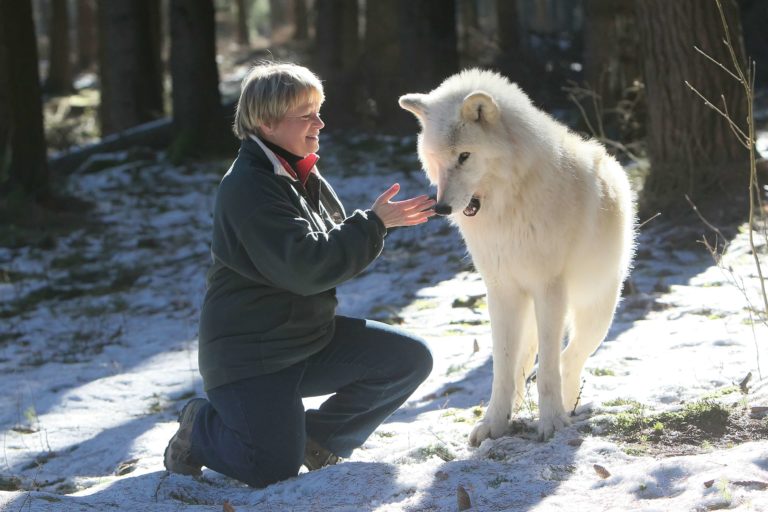 Elli Radinger mit Gehegewolf / / Elli Radinger with a captive wolf Urheber: © tanja.askani